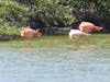 Flamingos in Bonaire