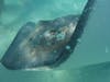 Stingray City Grand Cayman