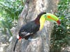 Toucan in Cartagena