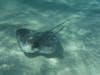 Stingray City Grand Cayman