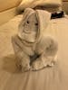 Towel animal 