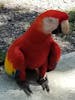 Macaw