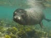 Curious sea lion