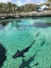 Sharks at the wild life park Nom Nom