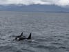 Orcas in Juneau 