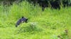 Female black bear happily eating her lunch of flowers.