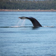 Juneau, Alaska - Whale Watching