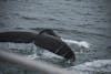 Humpback right next to our boat