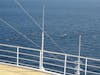 A pod of dolphins in the Gibraltar straits