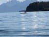 Bald Eagles in Juneau