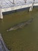 American Crocodile we saw on our Jeep trip