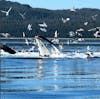 Whale Watching in Icy Strait Point