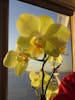 Live Orchid on every table in the dinning rooms. Just a touch of class!