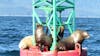 Stellar Sea Lions 