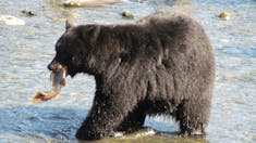Ketchikan, Alaska - Black Bear with Salmon