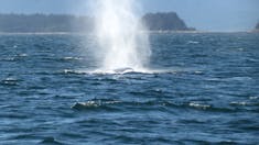 Juneau, Alaska - Humpback Whale Spout