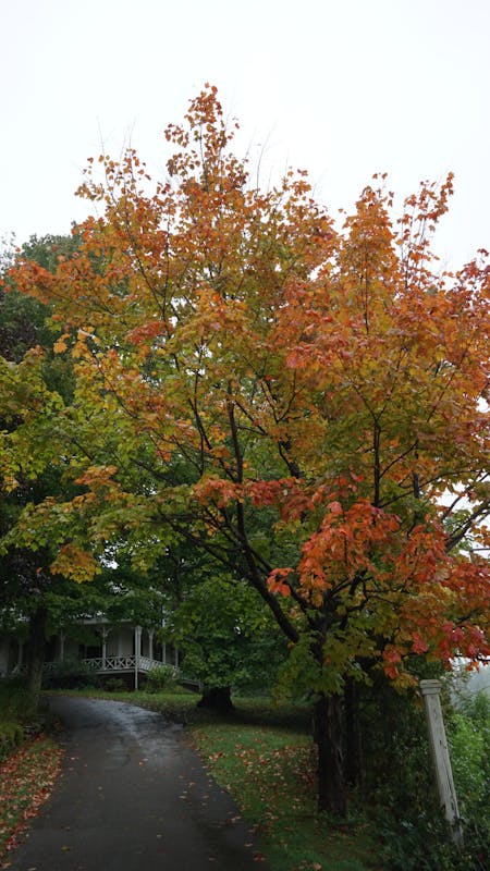 Saint John, New Brunswick - Leaves in St. John