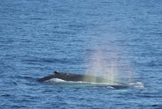 Boston, Massachusetts - Whales