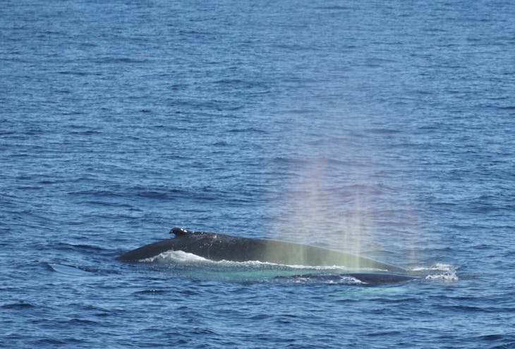 Boston, Massachusetts - Whales