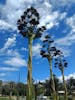 Century Plant (Mexican Christmas Trees)