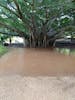 Banyan tree at the Crystal Caves