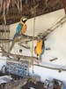 Stingray beach parrots