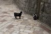 Cats in Kotor