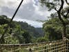 Balata Rain Forest on waking bridge