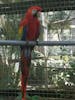 Exotic Birds in Roatan