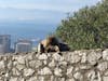 The Apes of Gibraltar 