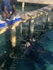 Blue Island Lagoon. Feeding dolphins 