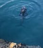 Dolphin at Blue Island Lagoon 