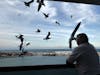 Birds eating right out of husbands hands