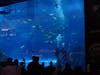Aquarium in Dubai Mall