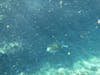 Snorkeling with turtles