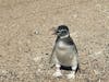 :) Pingu Penguin