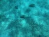 Snorkeling with turtles 