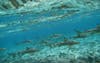 Snorkeling With Sharks