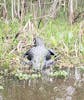 Jean Lafitte Swamp Tour