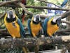 "The Three Amigos"   Funny, I was taking a photo of only the center parrot.  The two others quickly scooted into the shot and then the three of them all lifted their left claw!