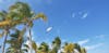 Blue Skies and Gulls at Cococay