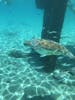 Turtle snorkel 