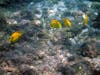 Hilo tang fish hanging out at the local reef