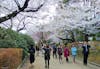 Cherry blossoms in Tokyo spring of 2019