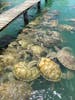 Turtle Farm