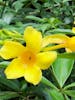 Rain Forest Garden - Ant in Flower