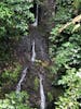 Rain Forest Waterfalls