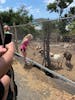 Roadside goats on amazing tour