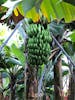 Bananas are Madeira's number export crop