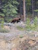 Bear in the yukon